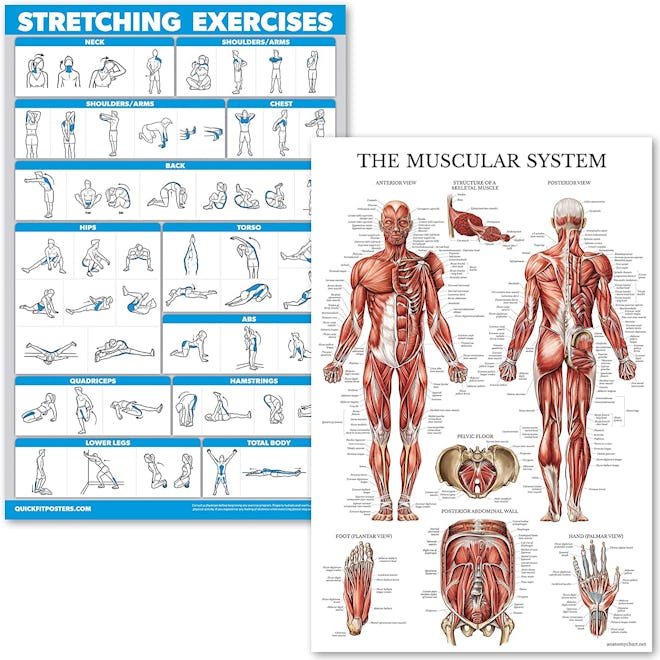QuickFit Stretching Exercises and Muscular System Anatomy Poster Set