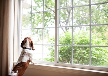 Dog waiting at the window