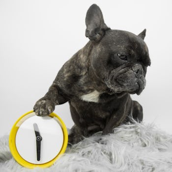 Dog paw on top of a yellow clock