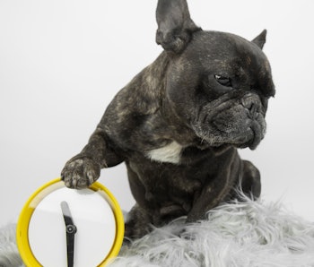 Do dogs have a sense of time like humans? It's complicated.