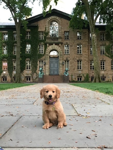 A small puppy of a golden retriever dog in front of a large mansion