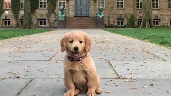 A small puppy of a golden retriever dog in front of a large mansion