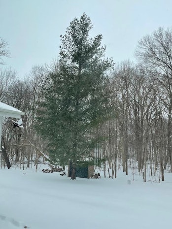 White Pine tree in snowy backyard