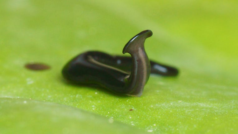 Creepy crawly worm.