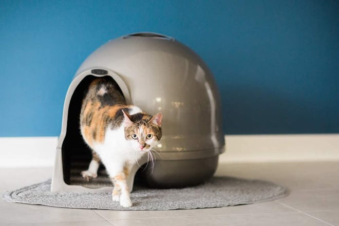 PETMATE Dome Clean Step Cat Litter Box 