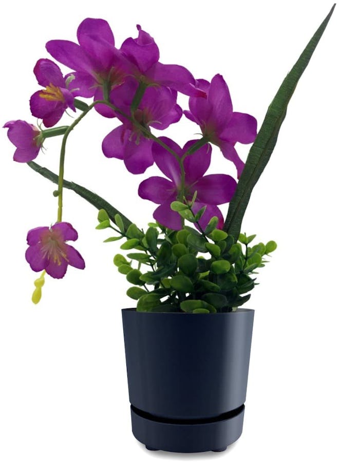 HBServices USA Self-Watering Pot, 6 Inches