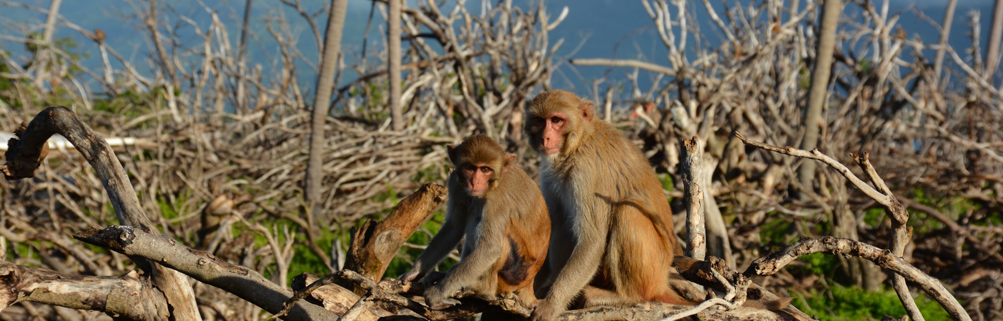 Rhesus macaques resting in the remnants of a forest that was destroyed when Hurricane Maria hit Cayo...