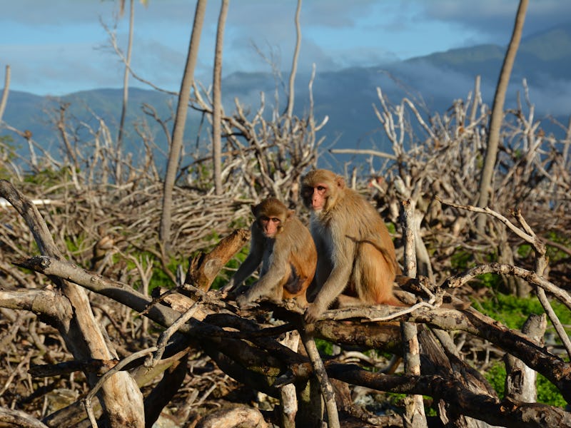Rhesus macaques resting in the remnants of a forest that was destroyed when Hurricane Maria hit Cayo...