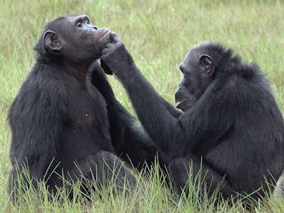 Chimp applying insect to wound