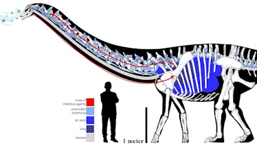 An illustration of an Anthony Fauci-sized human standing next to a sauropod with its skeleton diagra...