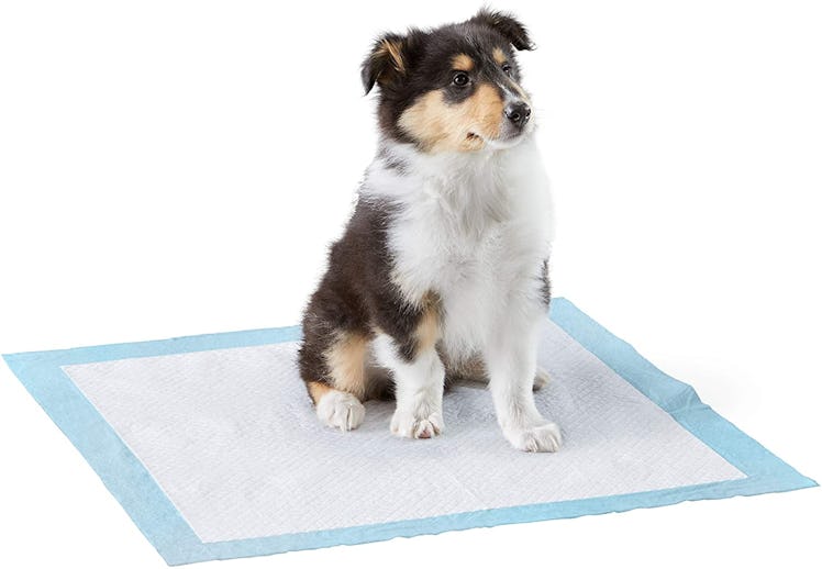 Amazon Basics Leakproof Puppy Pads (50-Pack)