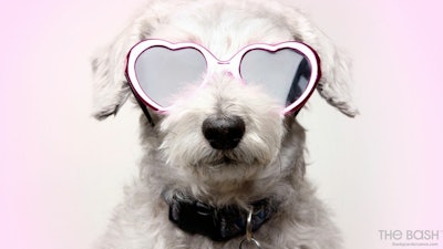 valentine's day zoom backgrounds: Dog Wearing Sunglasses
