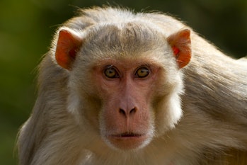 Rhesus macaque closeup