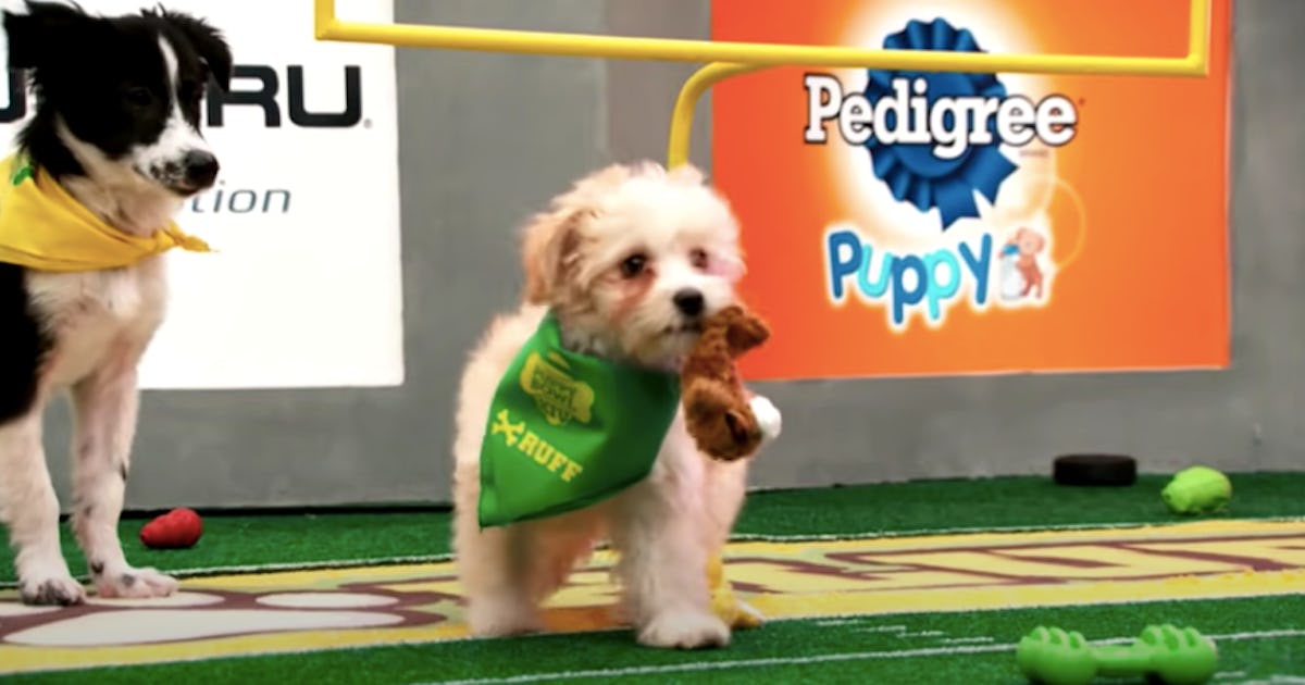 Puppy Bowl Puppies 2025