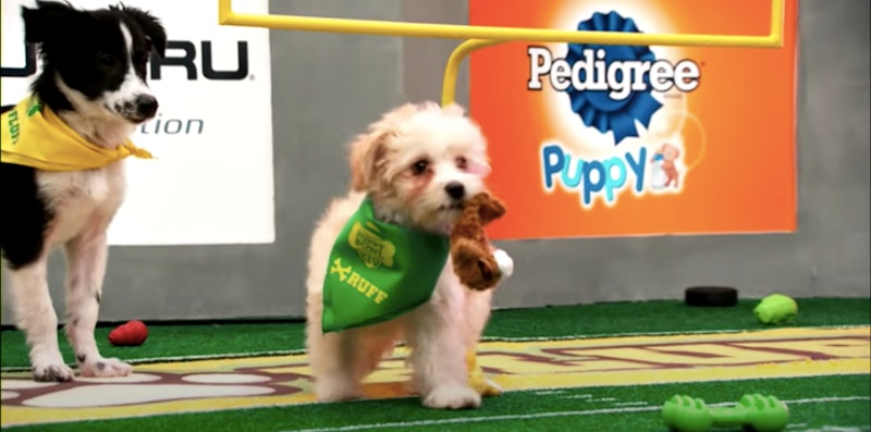 Two dogs playing in the 2021 Puppy Bowl.