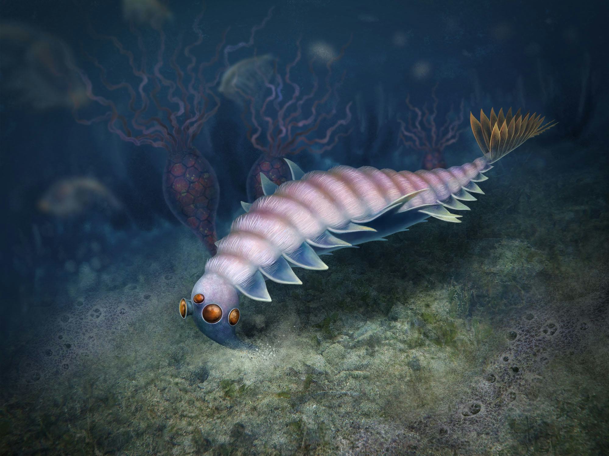 Artist's depiction of Utaurora comosa, a segmented creature with flaps on its sides, several eyes, a...