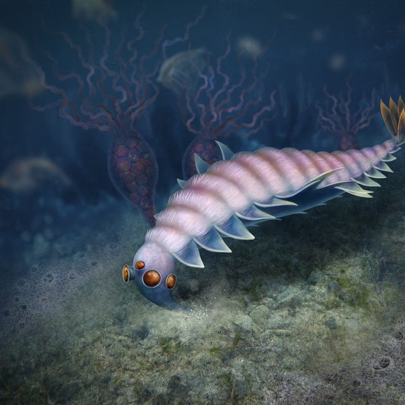 Artist's depiction of Utaurora comosa, a segmented creature with flaps on its sides, several eyes, a...