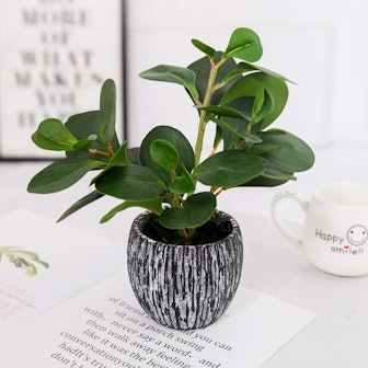 AlphaAcc Potted Artificial Fig Plant