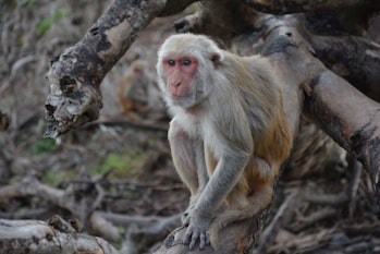 Older rhesus monkey resting