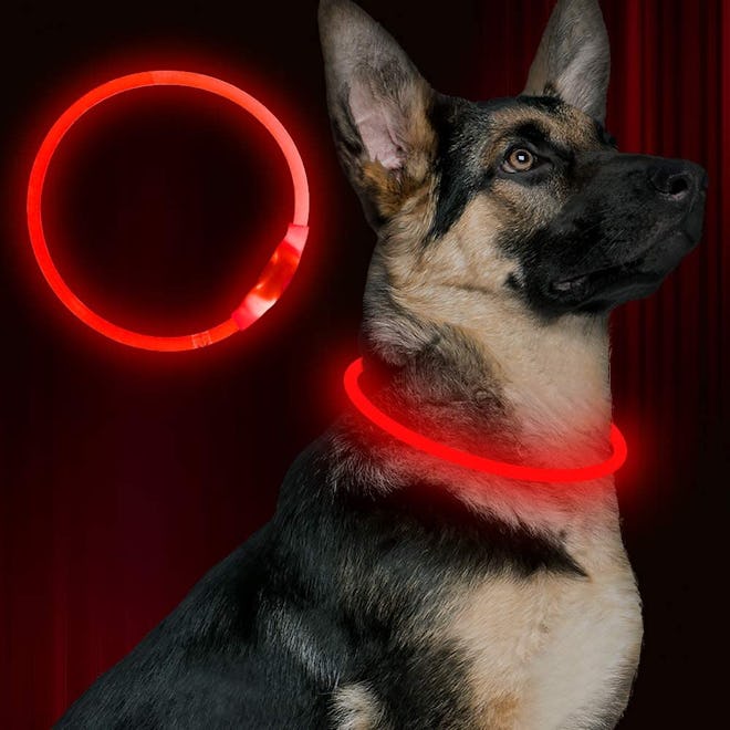 BSEEN LED Dog Collar