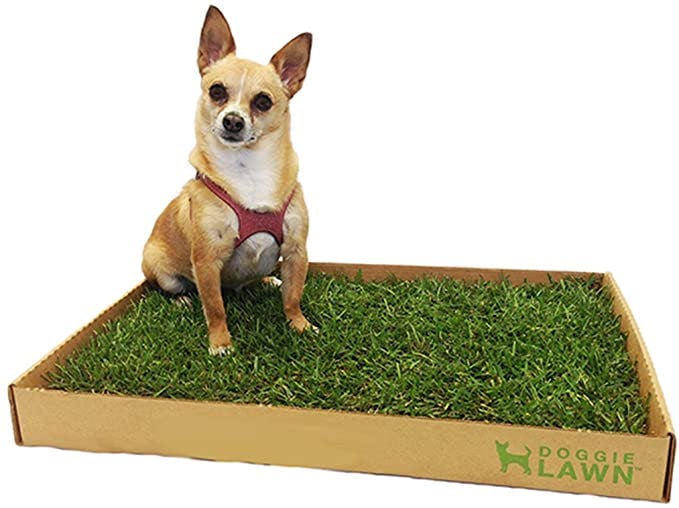 DoggieLawn Natural Grass Puppy Pee Pads