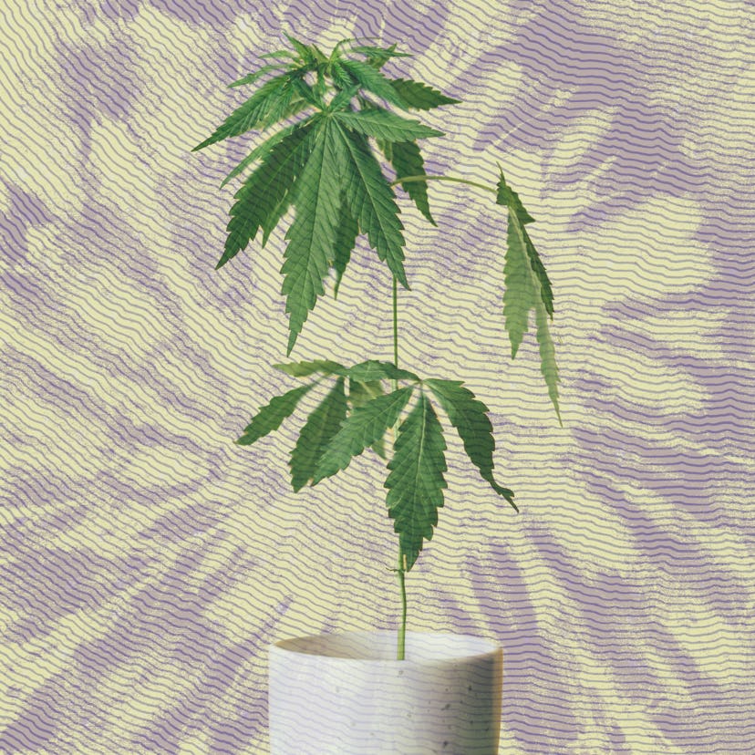Marijuana plant growing in a house plant pot, with a purple and yellow background.