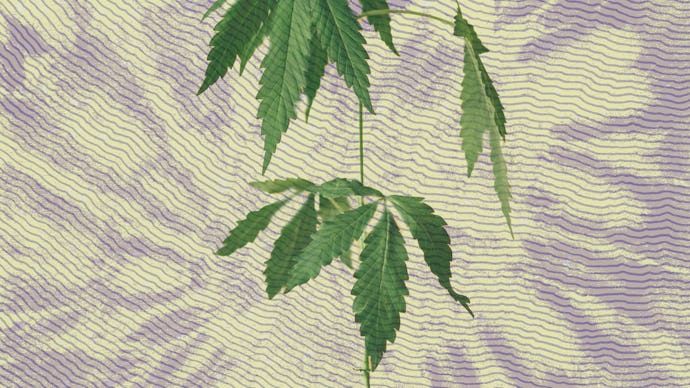 Marijuana plant growing in a house plant pot, with a purple and yellow background.