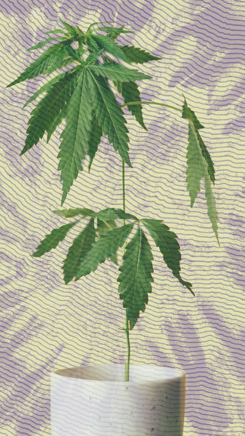 Marijuana plant growing in a house plant pot, with a purple and yellow background.