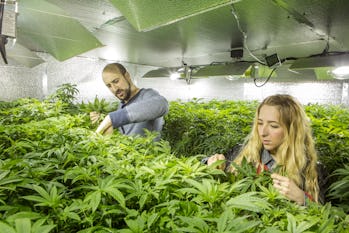 Does cannabis actually help with headaches? What scientists know so far cannabis farm