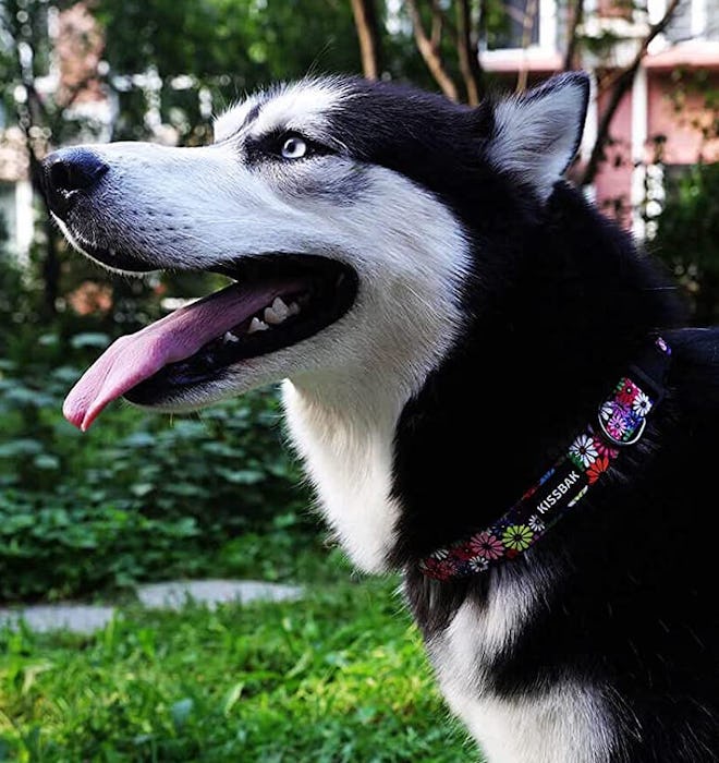 KISSBAK Adjustable Floral Dog Collar