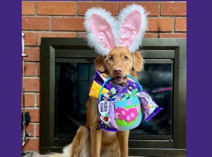 Cadbury 2022 Bunny Tryouts pet finalists are here, and you can vote for your fave.