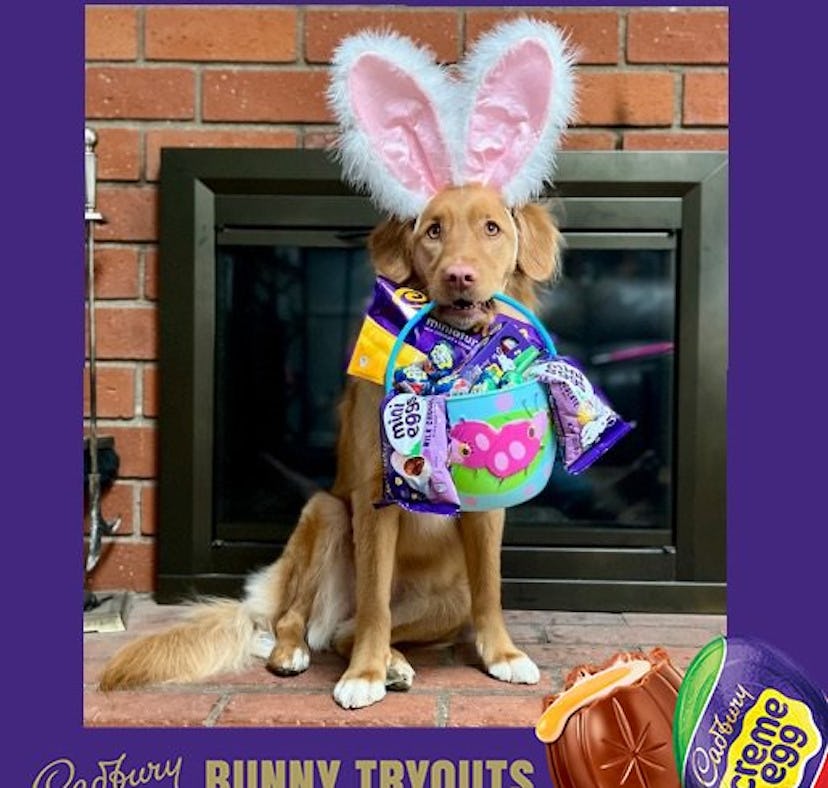 Cadbury 2022 Bunny Tryouts pet finalists are here, and you can vote for your fave.