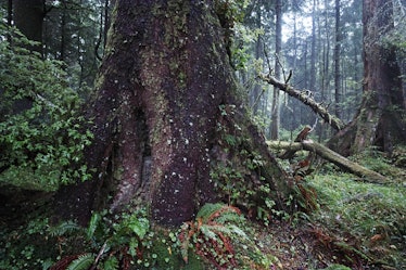 Old-growth forest in the Pacific Northwest