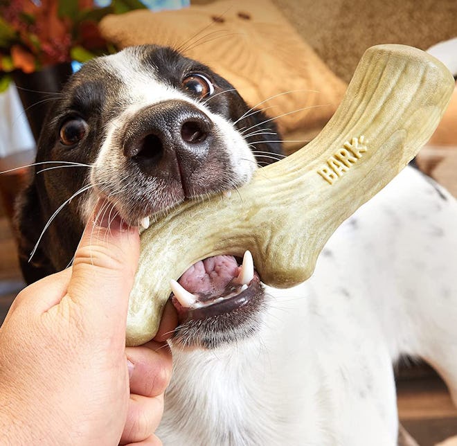 BarkBox Big Game Antler