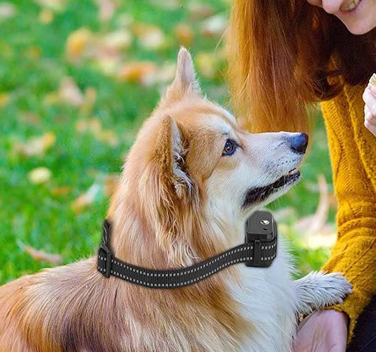 Citronella Bark Collar