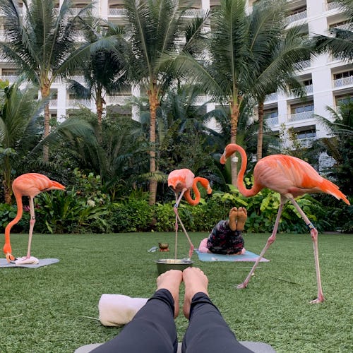 I tried "flamingo yoga" in the Bahamas and it was an... experience.