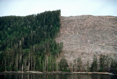 Clear-cutting of native forest