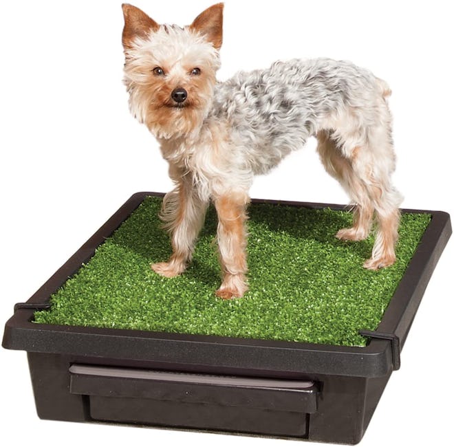 PetSafe Pet Loo