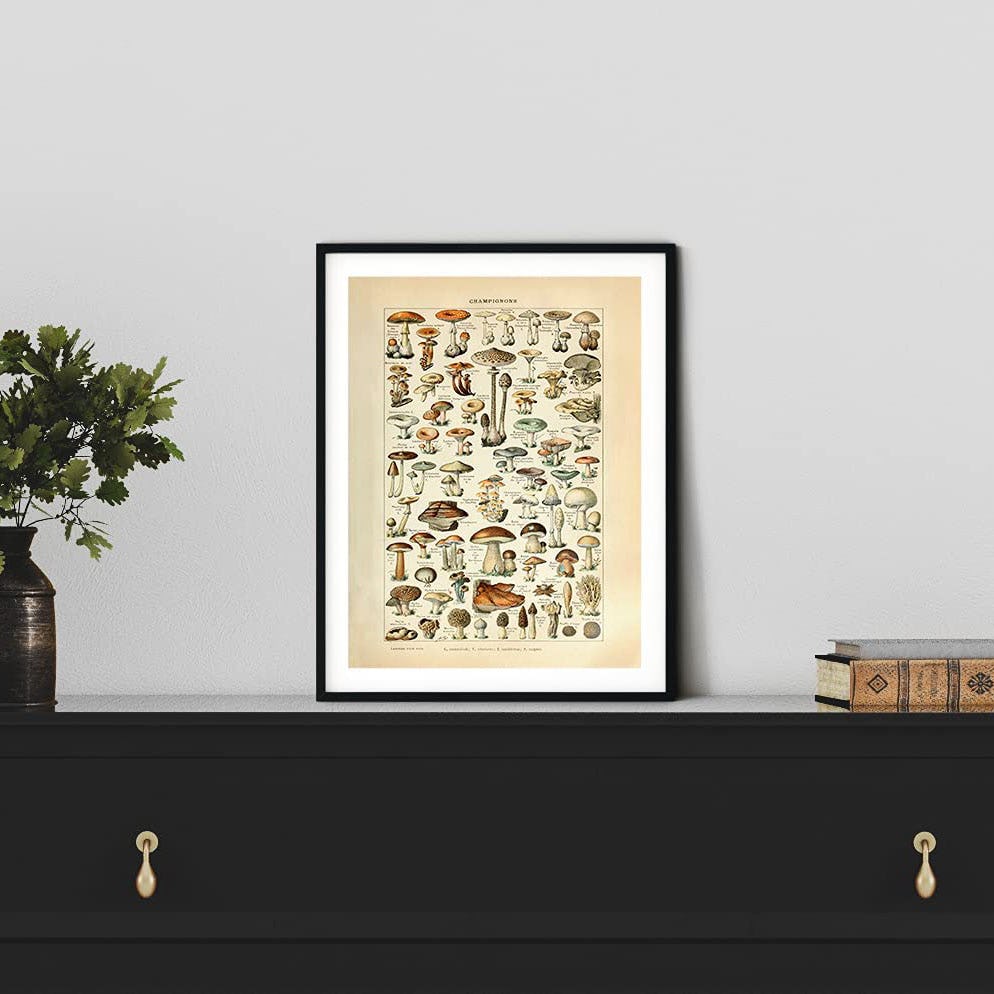 Haus and Hues Vintage Mushroom Posters