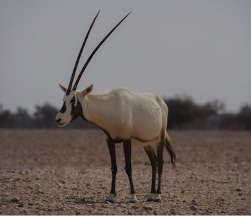 Arabian oryxes in the Al-Wusta Wildlife Reserve, Oman