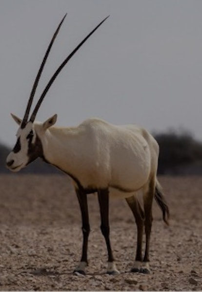 Arabian oryxes in the Al-Wusta Wildlife Reserve, Oman.