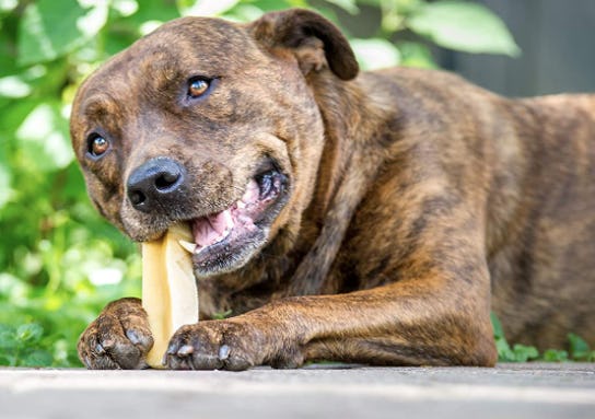 Devil Dog Pet Co Yak Cheese Himalayan Dog Chew