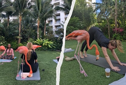 Yoga with flamingos is quite the experience.