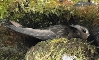Black swift on nest 