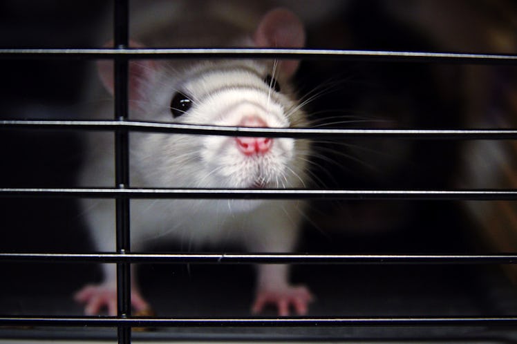 Rat in cage