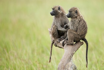 Baboons on a tree branch