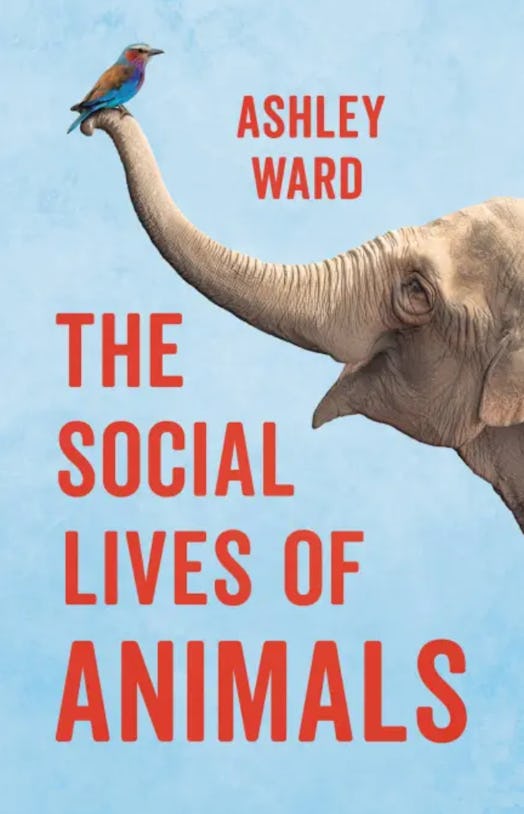Cover of "The Social Lives of Animals"
