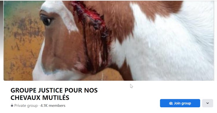 The Justice for Our Horses Facebook page