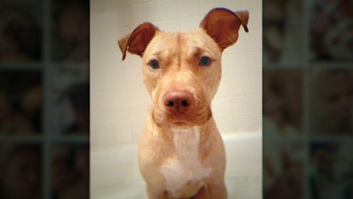 Sarma Melngailis' pit bull Leon in 'Bad Vegan: Fame. Fraud. Fugitives.' via Netflix's press site