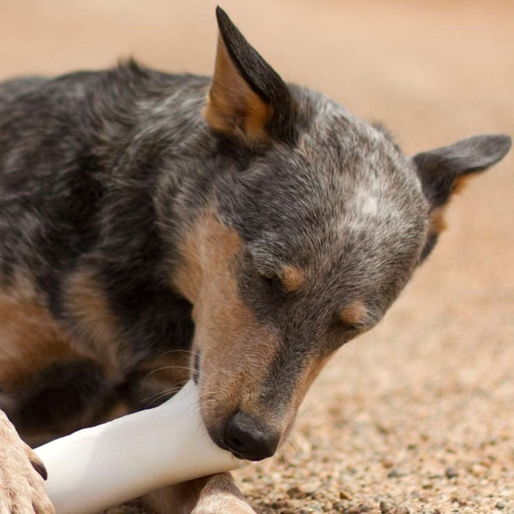 Pawstruck Filled Dog Bones